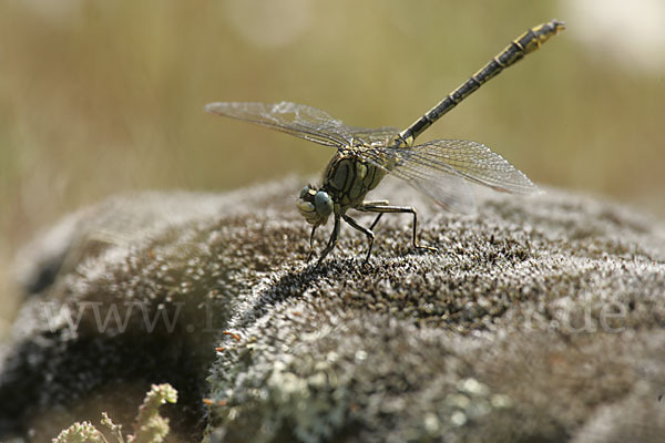 Westliche Keiljungfer (Gomphus pulchellus)