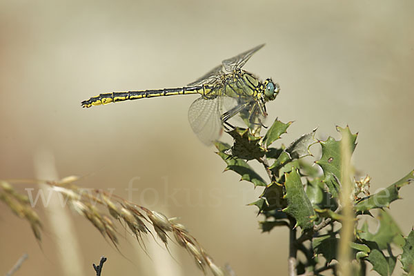 Westliche Keiljungfer (Gomphus pulchellus)