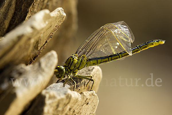 Westliche Keiljungfer (Gomphus pulchellus)