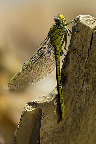 Westliche Keiljungfer (Gomphus pulchellus)