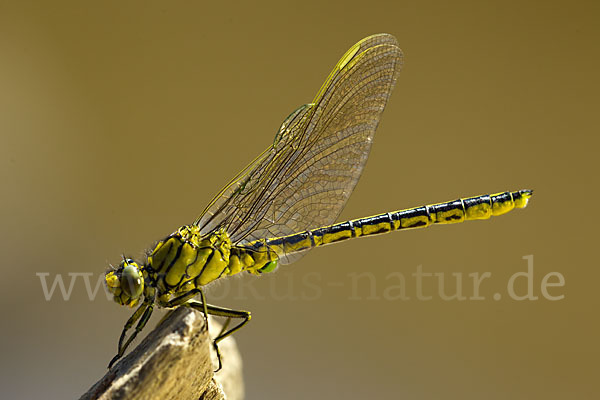 Westliche Keiljungfer (Gomphus pulchellus)