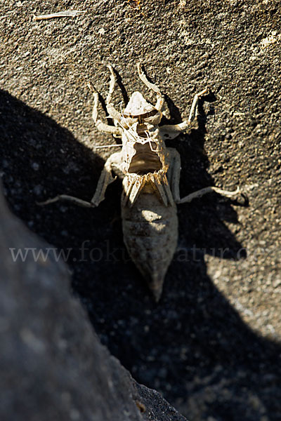 Westliche Keiljungfer (Gomphus pulchellus)