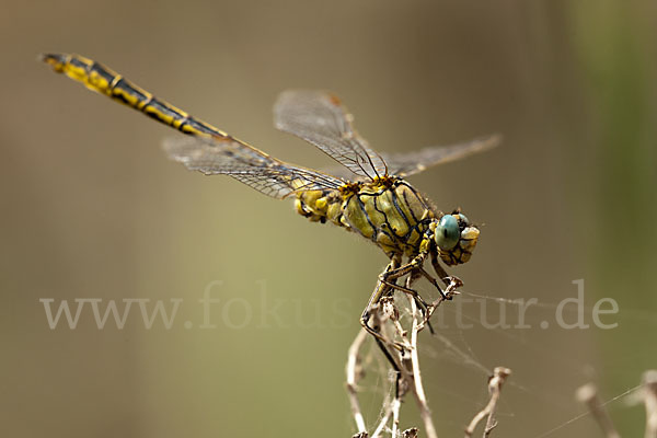 Westliche Keiljungfer (Gomphus pulchellus)