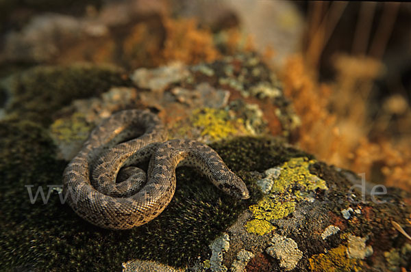 Westliche Sandboa (Eryx jaculus)