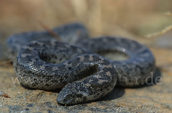 Westliche Sandboa (Eryx jaculus)