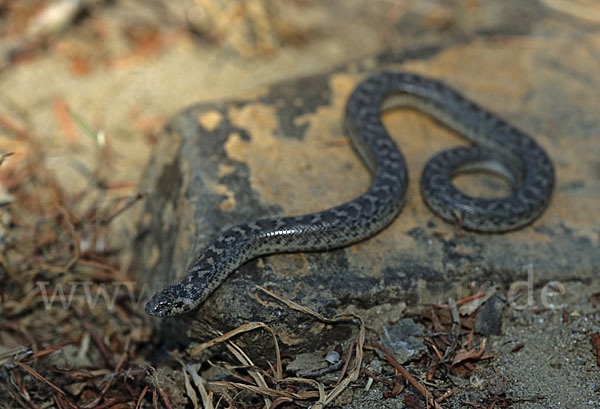 Westliche Sandboa (Eryx jaculus)