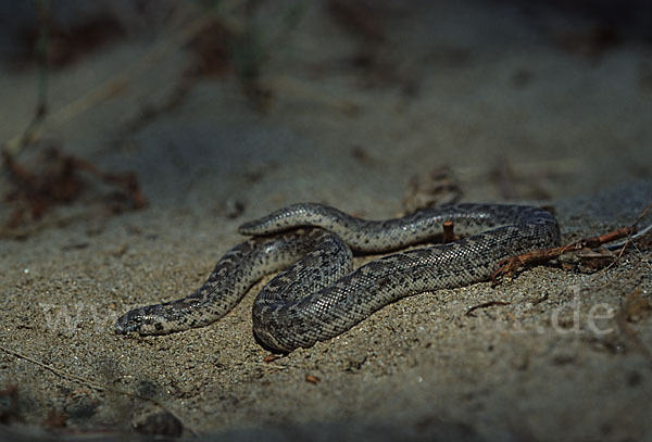 Westliche Sandboa (Eryx jaculus)