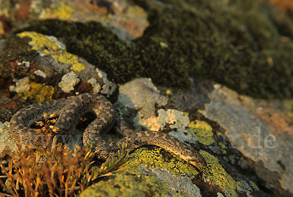 Westliche Sandboa (Eryx jaculus)