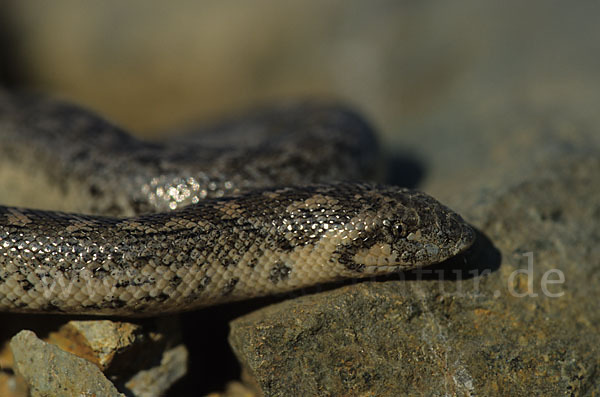 Westliche Sandboa (Eryx jaculus)