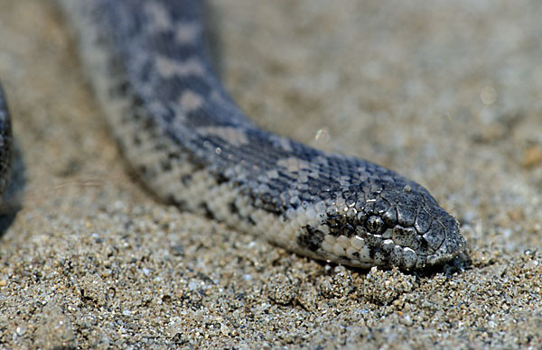 Westliche Sandboa (Eryx jaculus)