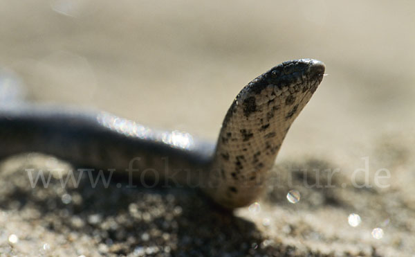 Westliche Sandboa (Eryx jaculus)