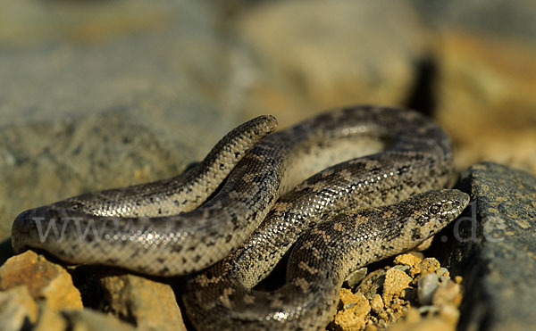 Westliche Sandboa (Eryx jaculus)