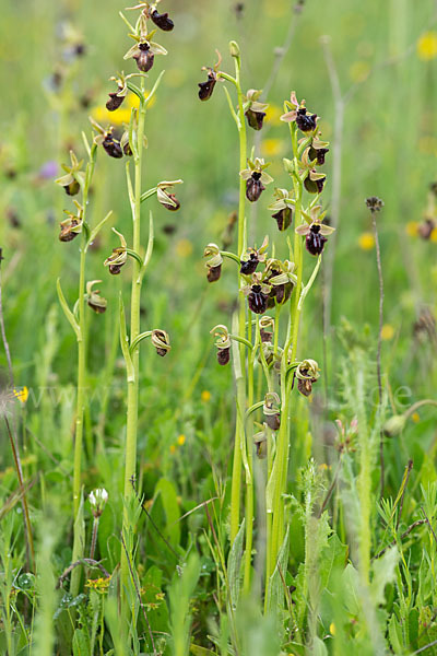 Westliche Schwarze Ragwurz (Ophrys incubacea ssp.castricaesaris)