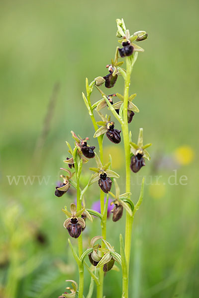 Westliche Schwarze Ragwurz (Ophrys incubacea ssp.castricaesaris)