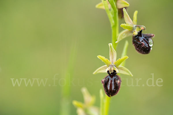 Westliche Schwarze Ragwurz (Ophrys incubacea ssp.castricaesaris)