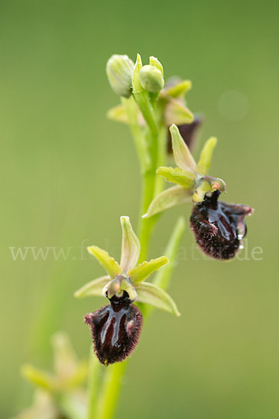 Westliche Schwarze Ragwurz (Ophrys incubacea ssp.castricaesaris)