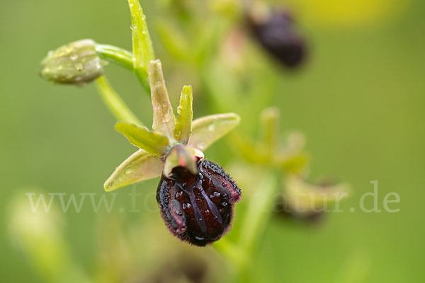 Westliche Schwarze Ragwurz (Ophrys incubacea ssp.castricaesaris)