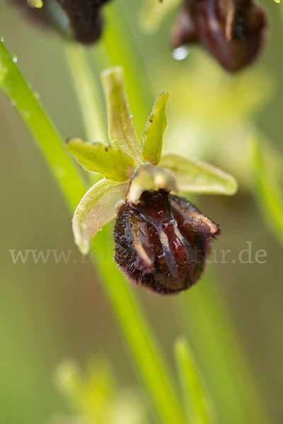 Westliche Schwarze Ragwurz (Ophrys incubacea ssp.castricaesaris)