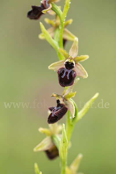 Westliche Schwarze Ragwurz (Ophrys incubacea ssp.castricaesaris)