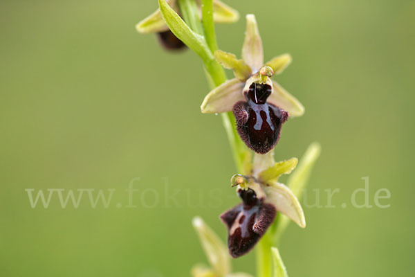 Westliche Schwarze Ragwurz (Ophrys incubacea ssp.castricaesaris)