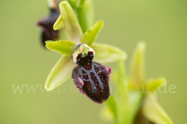 Westliche Schwarze Ragwurz (Ophrys incubacea ssp.castricaesaris)