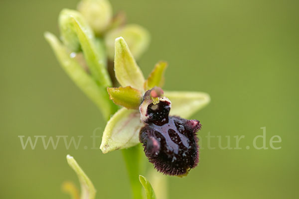 Westliche Schwarze Ragwurz (Ophrys incubacea ssp.castricaesaris)