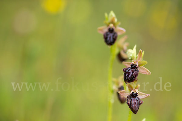 Westliche Schwarze Ragwurz (Ophrys incubacea ssp.castricaesaris)