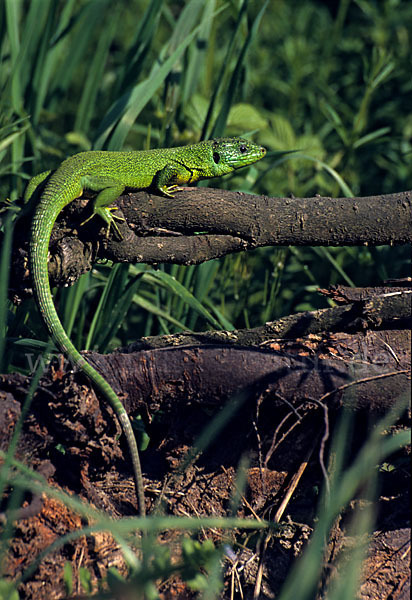 Westliche Smaragdeidechse (Lacerta bilineata)