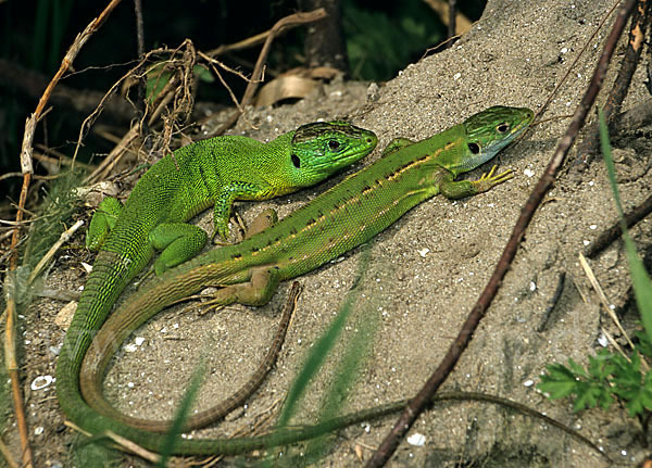 Westliche Smaragdeidechse (Lacerta bilineata)