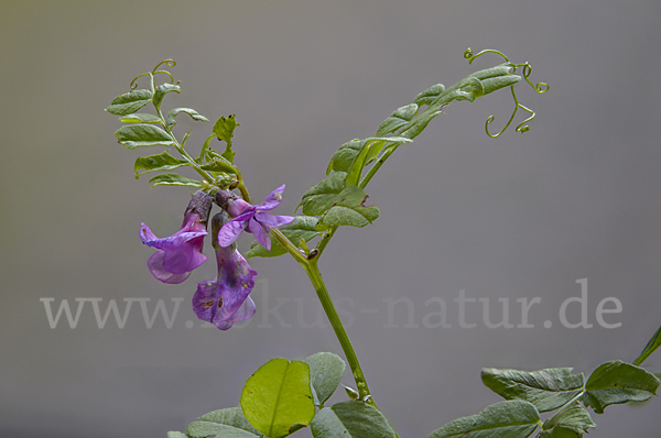 Wicke (Vicia spec.)