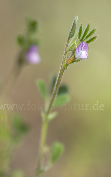 Wicke (Vicia spec.)