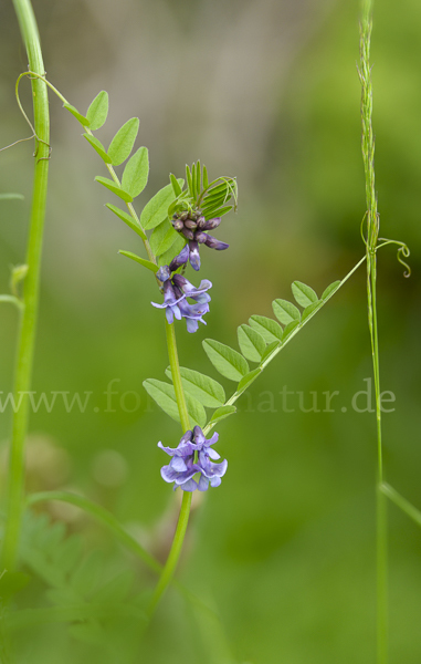 Wicke (Vicia spec.)