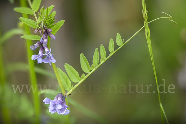 Wicke (Vicia spec.)