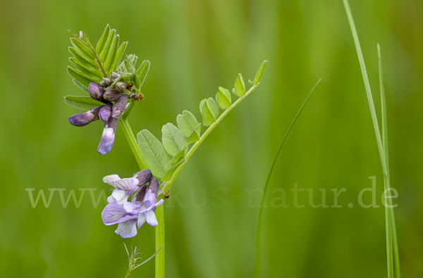 Wicke (Vicia spec.)