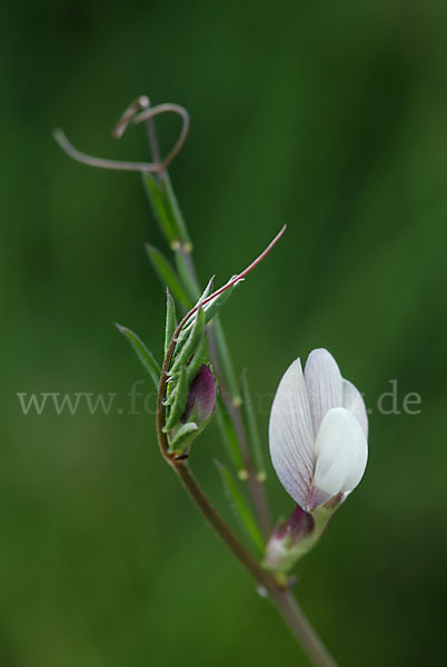 Wicke (Vicia spec.)