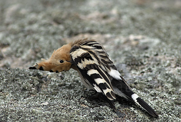 Wiedehopf (Upupa epops)