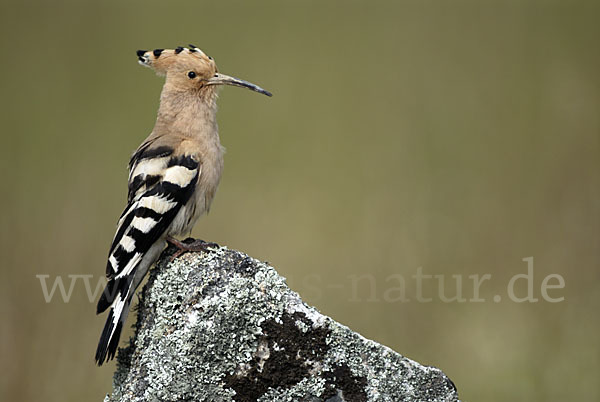 Wiedehopf (Upupa epops)