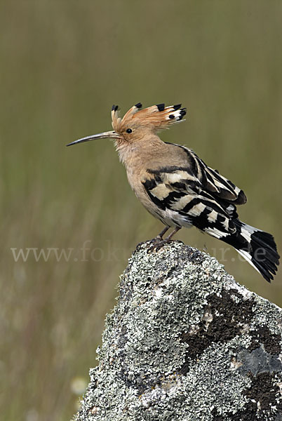 Wiedehopf (Upupa epops)