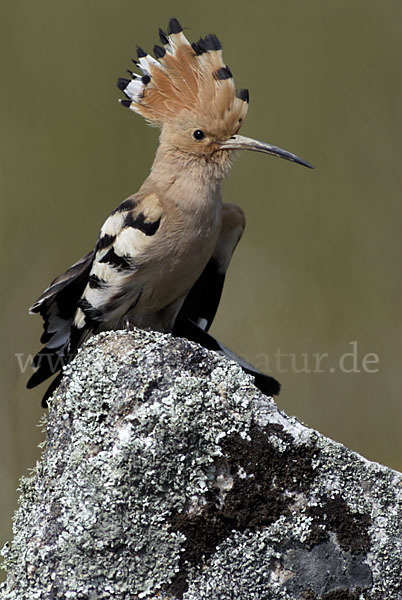 Wiedehopf (Upupa epops)