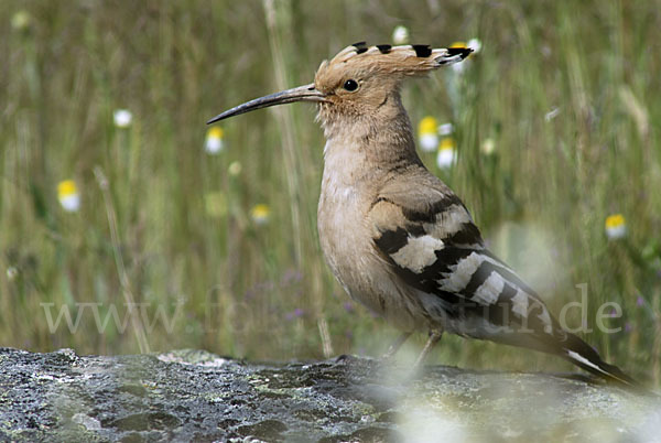 Wiedehopf (Upupa epops)