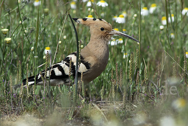 Wiedehopf (Upupa epops)