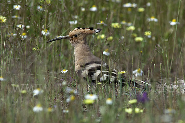 Wiedehopf (Upupa epops)