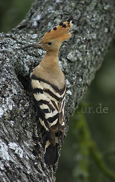 Wiedehopf (Upupa epops)