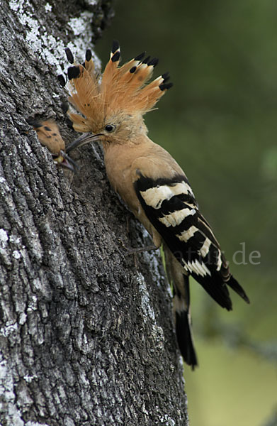 Wiedehopf (Upupa epops)