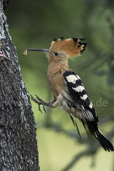 Wiedehopf (Upupa epops)