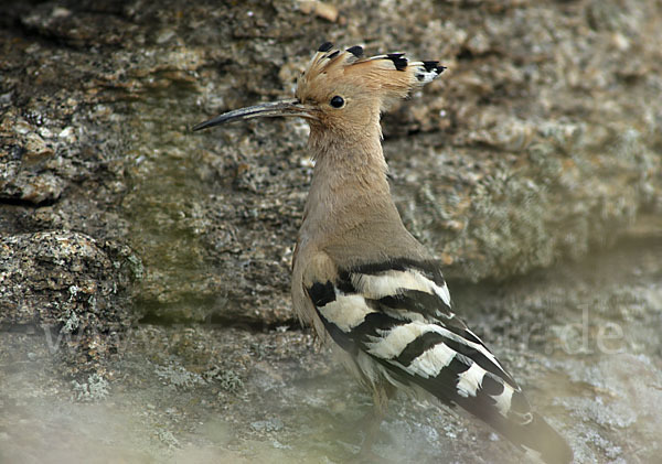 Wiedehopf (Upupa epops)