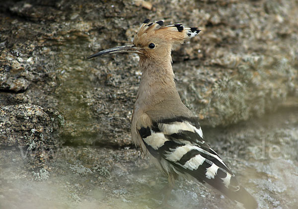 Wiedehopf (Upupa epops)