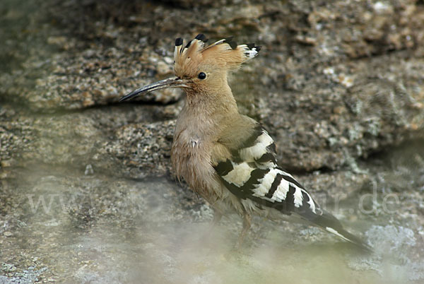 Wiedehopf (Upupa epops)