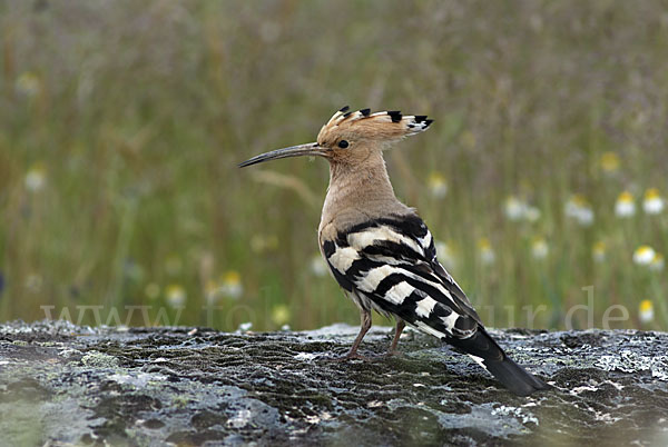 Wiedehopf (Upupa epops)