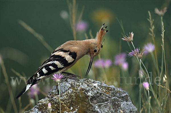 Wiedehopf (Upupa epops)